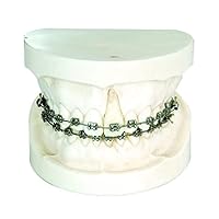 Orthodontic Teaching Model with Edgewise Bracket