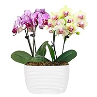 From You Flowers - Strawberry Lemonade Mini Orchid Duo for Birthday, Anniversary, Get Well, Congratulations, Thank You
