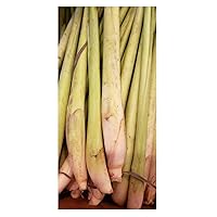 Thai Fresh Lemongrass - 8 stalks