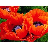 5000+ Mixed Poppy Seed for Planting- Perennial Shirley Poppies Seeds Non GMO Heirloom Wild Home Garden Flowers