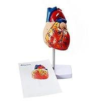Aliwovo Anatomical Heart Model Life Size Human Heart Model Anatomy Used for Medical Education Study Include Detailed Instructions