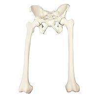 3B Scientific 1018342 Orthobone Full Pelvis with Femurs Male Bone Model