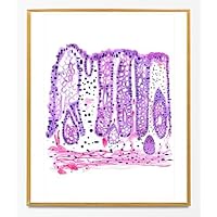 Colon Art, Gastrointestinal Art, Gastroenterology Office Decor, Pathology Gifts, Histology Art, Gastroenterology Wall Art, Abdominal Art, Fine Art Print (5x7 in)