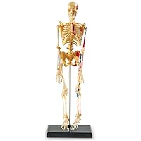 Skeleton Model, Miniature Model, Easy to Manipulate, 41-Piece Model, Ages 8+ Multi-color, 9.2 inches tall