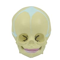 Human Skull Model Movable Lower Jaw 30 Weeks Baby for Head Model 1:1 Life Size for Neonatal Brain Disease Medical Study