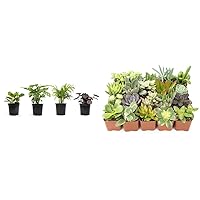 Classic Houseplant Collection, Set of 4, Indoor Plants & Altman Plants Assorted Succulents, Set of 20, Indoor Plants