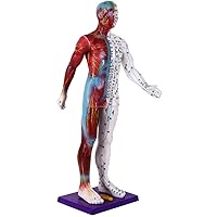 Teaching Model,78Cm Acupuncture Human Body Acupoint Model Traditional Chinese Medicine Meridian Diagram Whole Body Male Ultra-Clear Lettering Half Body Muscle Layer