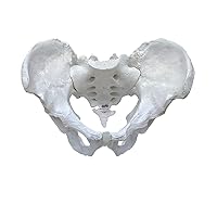 Male Pelvis Bone Model (Anatomical Model) Bones and Skeleton