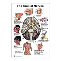 The Brain Cranial Nerves Poster 12x17inch, Waterproof
