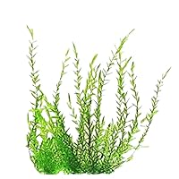 Farmoo Fake Moss for Crafts, Artificial Green Moss for Potted Plants  Centerpieces Decor (3.5OZ)