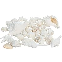 gopiter Small Sea Shells for Decorating - 1.2Inch Bulk Natural White Clam -  Natural Seashells for Crafting Fish Tank Vase Fillers Beach Theme Party