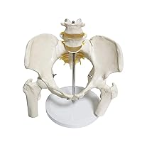 Anatomy Female Pelvis Model 1:1 Life Size Human Pelvis Skeleton Model with Movable Femur Heads and Joints, Medical Science Anatomical Model