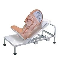 Teaching Model,Manikin Teaching Model - Advanced Swallowing Mechanism Model for Medical Practice Collection Display - Emergency Treatment Method for Patients with Acciden