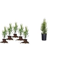 PERFECT PLANTS Thuja Green Giant 5-Pack Privacy Evergreen Arborvitae + Emerald Green Arborvitae Large Evergreen Shrub/Tree