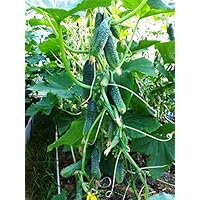 Vegetable Indoor Cucumber Self-Pollinating Close Family F1 All Seasons Vine Plant for Pickling - 20 Seeds