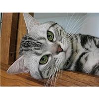ConversationPrints CUTE AMERICAN SHORT HAIR CAT GLOSSY POSTER PICTURE PHOTO cats kittens kitty