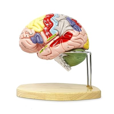 Mua 2024 Newest Human Brain Model for Neuroscience Teaching with Labels 1.5  Times Life Size Anatomy Model for Learning Science Classroom Study Display  Medical Model,9 Colors to Identify Brain Functions trên