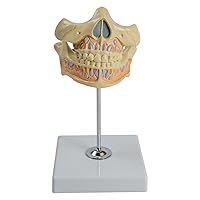 Teeth Model Human Permanent Tooth Model Anatomy Model for Science Dentist Dentistry Health Education Tool