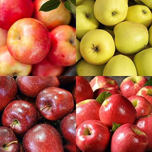 The Fruit Company Mountain Apple Medley Gift Box (Classic- 4pc)- An assortment of Honeycrisp, Golden Supreme, Ruby Red, and Pink Lady Apples from t...