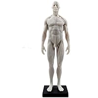 11 inch Male Human Anatomical Model Art Anatomical Figure White