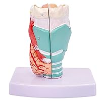 Teaching Model,Larynx Model Life Size Throat Anatomy Model with Digital Labeled and Real Colors and Textures for Demonstrate The Structure and Function of The Human Larynx