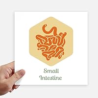 Body Organs Small Intestine Sticker Tags Wall Picture Laptop Decal Self Adhesive