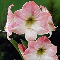 Amaryllis Assorted Pre-Potted (Growing Kit - Bulb/Pot/Soil) -Please Select A Color - Great Gift (Apple Blossom)