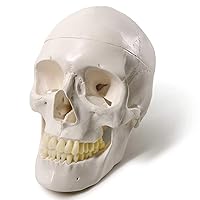 Human Adult Skull Anatomical Model, Medical Quality, Life Size (9