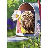 Baby Owl in Mailbox Funny Encouragement Card