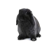 Wee Blue Coo Black Holland Lop Bunny Rabbit Unframed Wall Art Print Poster Home Decor Premium