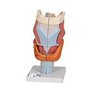 G21 Larynx 2x life size 7-part - 3B Smart Anatomy