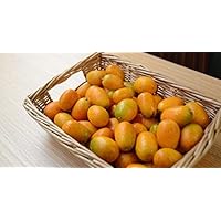 3 Pounds (lbs) of Fresh Oval Kumquats Farm Grown in Southern California