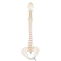 A794 BONElike Spinal column (complete mounted) - 3B Smart Anatomy