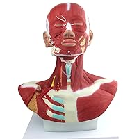 Head and Neck Muscle Anatomy Model Head Muscle Anatomical Model, Suitable for Head and Neck Surgery, Neurosurgery, Maxillofacial Surgery, Etc.