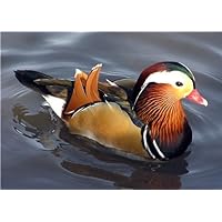 ConversationPrints MANDARIN DUCK GLOSSY POSTER PICTURE PHOTO east asian perching american wood