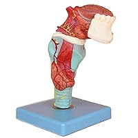 Teaching Model,Human Throat Larynx with Tongue Tooth Anatomical Model Stomatology Model Detachable 5 Parts 55 Digital Indication Life Size for Science Classroom Study Dis