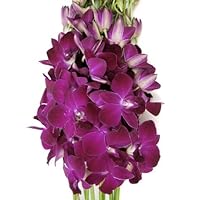 Fresh Flowers -10 Deep Purple Dendrobium Orchids