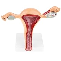 Female Uterus Anatomical Model Gynecology Genital Organ Structure Model Human Reproductive System Uterine Ovary Vaginal Teaching Tool for Medical Demonstration