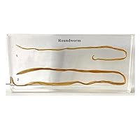 Biology Science Education Specimen Resin Paperweight Anatomy Teaching Tool School Toy (Roundworm)