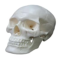 Human Skull Anatomical Model Life Size Human Anatomy Head Skeleton Model Includes Full Set of Teeth Removable Skul Cap Anatomical Skull Model for Studying