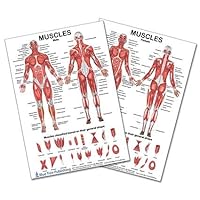 Blue Tree Publishing Female Male Couple Picture Muscle Supoort Card, Laminated chart