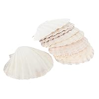 BESTOYARD 12pcs Natural Shell Food Trays Shell Food Dish Baking Sea Shells Escargot Shells Clam Shells for Baked Stuffed Clams Ornament Decor Natural Baking Shells Hook White Shell