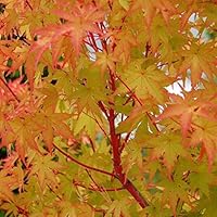(1 Gallon) Coral Bark Sango Kaku Japanese Maple - Most Outstanding Lovely Red Bark On The Younger Branches in The Winter and Colorful Foliage Throughout from Yellow to Green to Gold