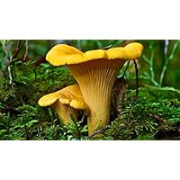 Chanterelle Mushrooms Spores on Grains - 100 Seeds