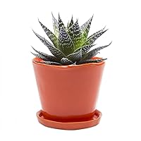 CHIVE ‘Tika’ Big Succulent Pot — 5” Cute Planter Pots for Indoor Plants — Beautiful Modern Decor for Home & Kitchen — Orange