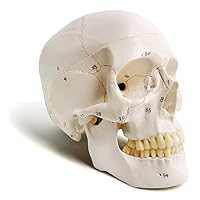 Evotech Classic Numbered Human Skull Model, Life Size (9