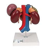 3B Scientific K22/3 Kidneys w/ rear organs Upper abdomen 3-part - 3B Smart Anatomy