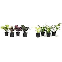 Calathea Prayer Plants and Philodendron Plant Live House Plants Kit (8 Pack)