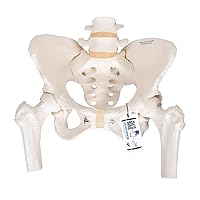 3B Scientific A62 Female Pelvic Skeleton w/ moveable Femur Heads - 3B Smart Anatomy