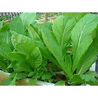 1 Packet (100+ Seeds) - Chinese Mustard - Small GAI Choi - CAI Be Xanh - Seeds